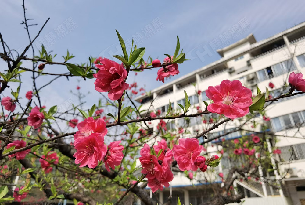 桂林鴻程花團(tuán)錦簇，滿園春色，邀您一起共賞春景，共商大計(jì)！